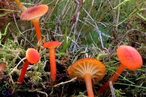 Veenmos vuurzwam Hygrocybe coccineocrenata, De Graaf(B)